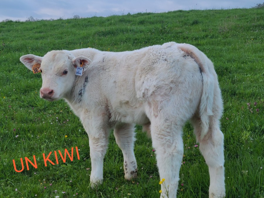 UN KIWI